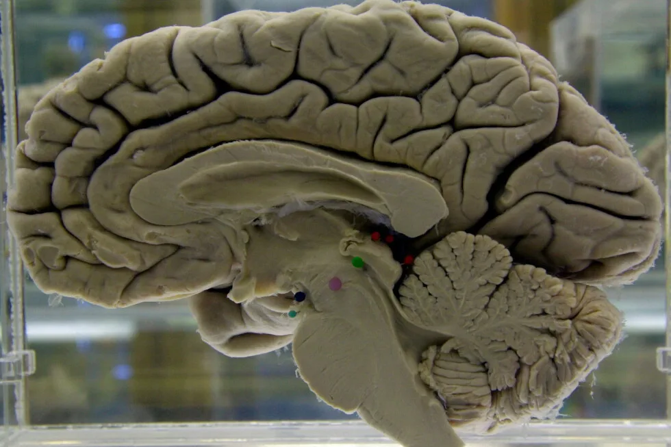 Stretching the mind may aid brain health