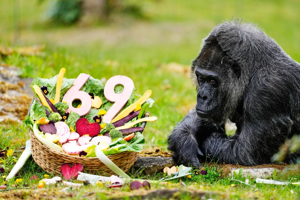 Oldest captive gorilla turns 69 at Berlin Zoo