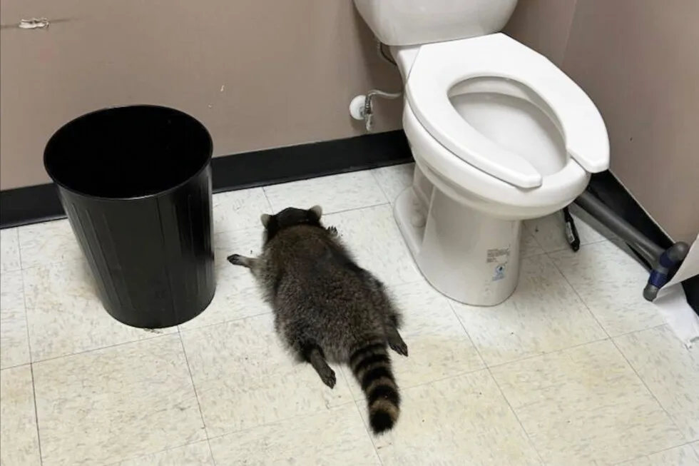 Raccoon gets into liquor, naps in Virginia store
